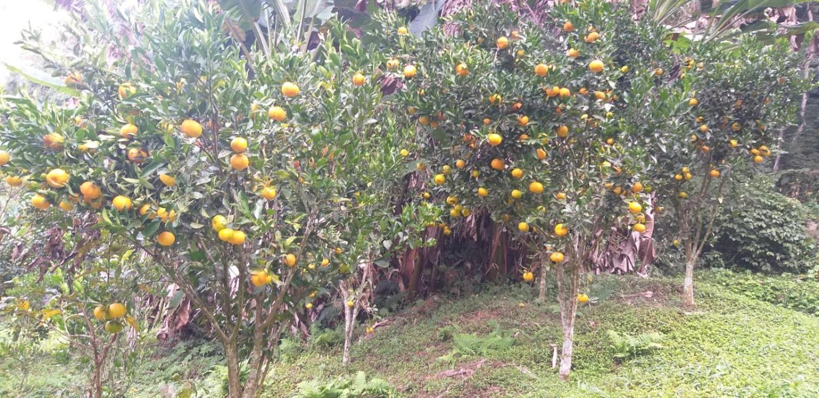 Fazenda Piloes Villa Petrópolis Exterior foto