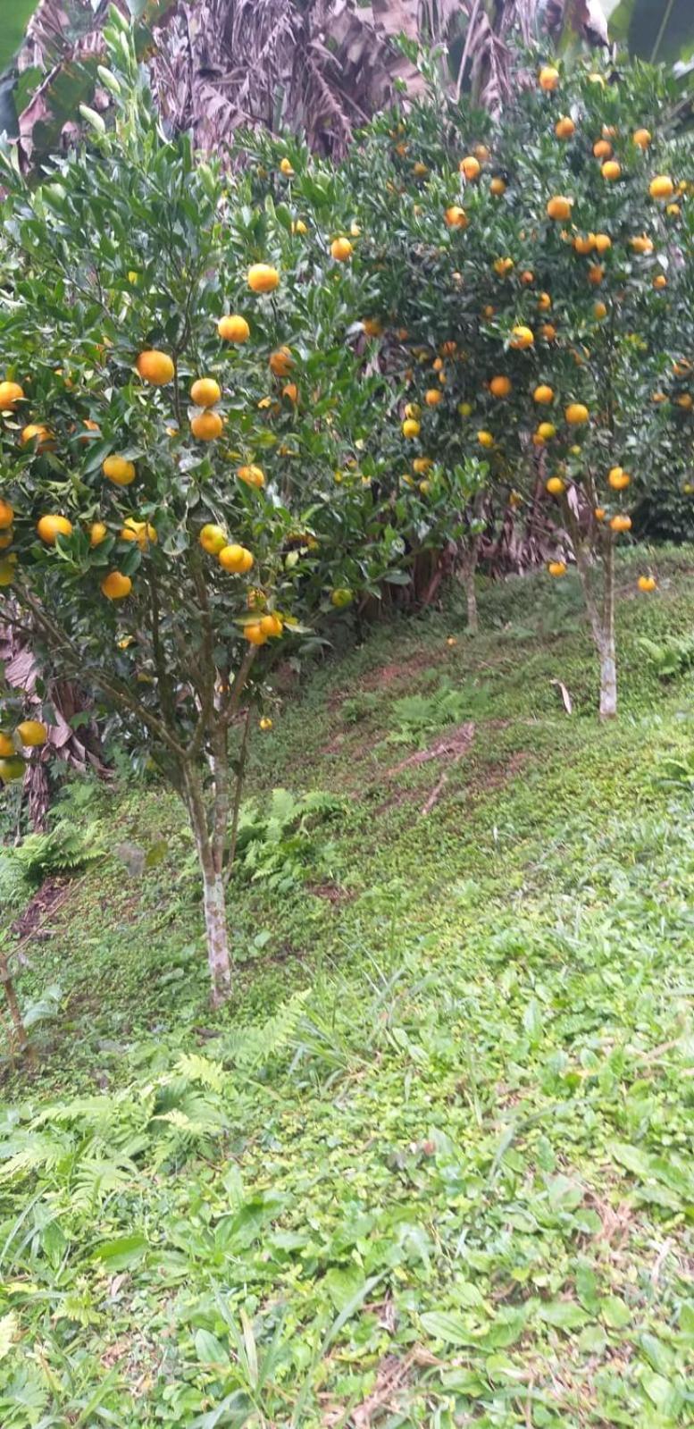 Fazenda Piloes Villa Petrópolis Exterior foto